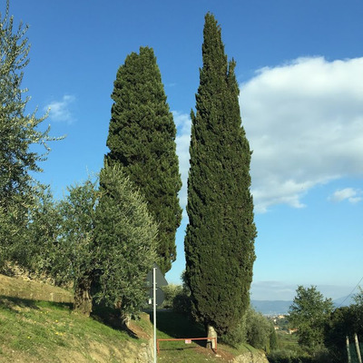 Oszlopos európai ciprus Cupressus sempervirens 'Pyramidalis'