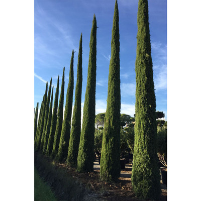 Cupressus sempervirens 'Pyramidalis' Oszlopos európai ciprus