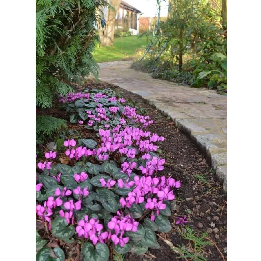 Kereklevelű cikl&aacute;men Cyclamen coum 'Rubrum'