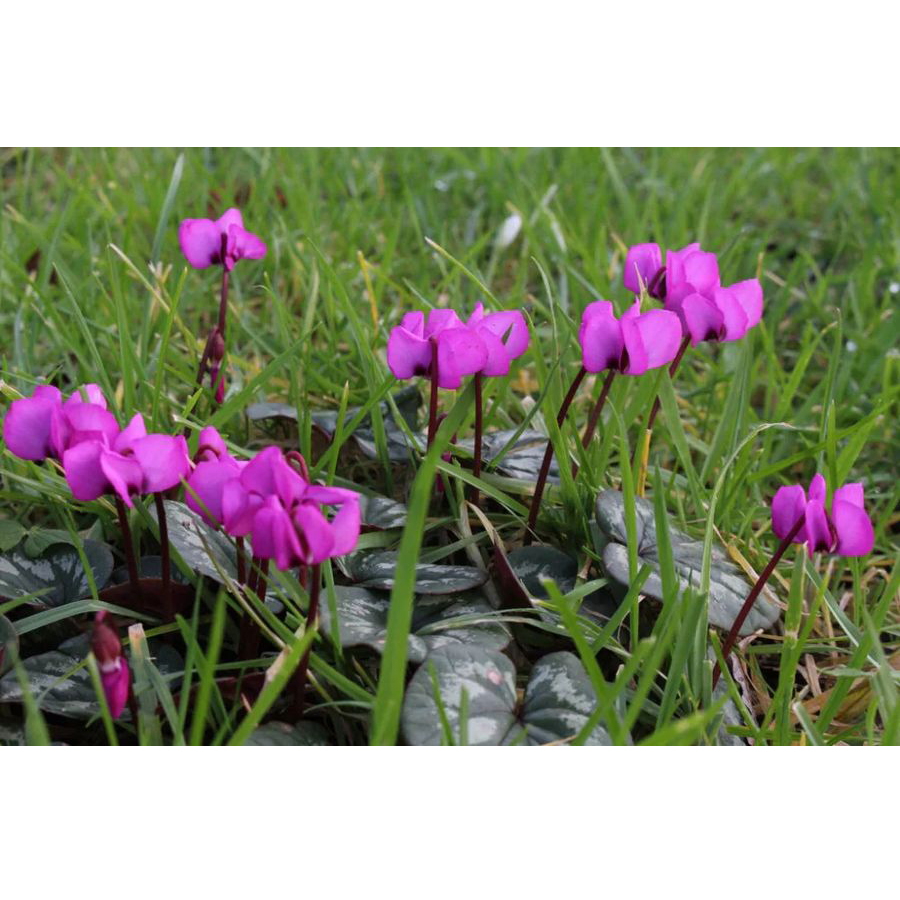 Kereklevelű cikl&aacute;men Cyclamen coum 'Rubrum'