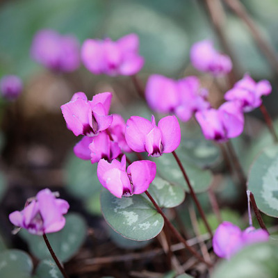 Cyclamen hederifolium Ciklámen
