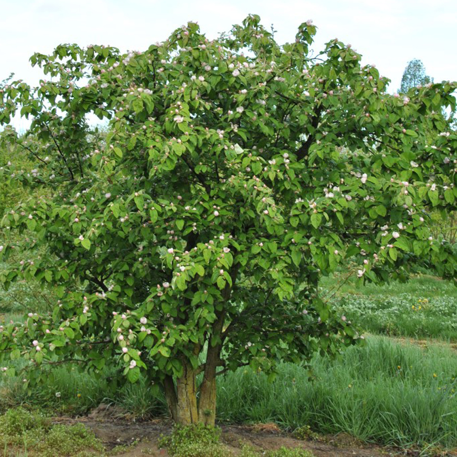 Birs Triumph Cydonia oblonga 'Triumph'