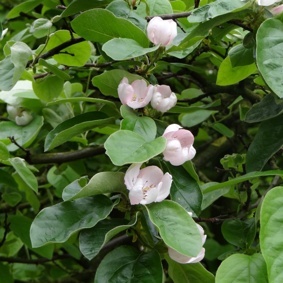 Birs Triumph Cydonia oblonga 'Triumph'