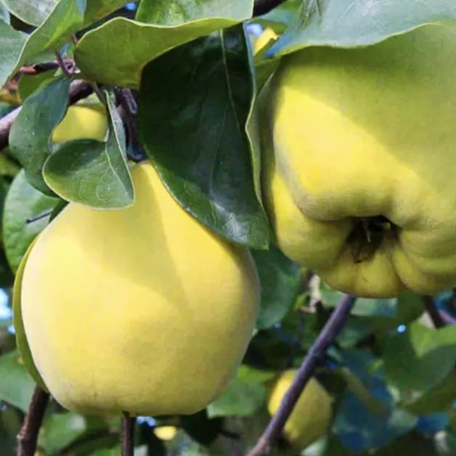 Cydonia oblonga 'Triumph' Birs Triumph