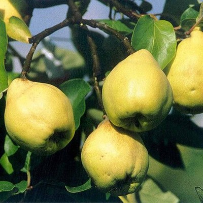 Cydonia oblonga 'Cydora Robusta' Birs Cydora Robusta