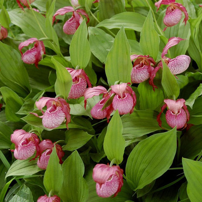 Cypripedium fajt&aacute;k Kerti orchidea fajt&aacute;k