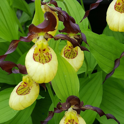 Kerti orchidea fajt&aacute;k Cypripedium fajt&aacute;k