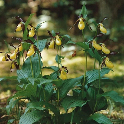 Kerti orchidea fajt&aacute;k Cypripedium fajt&aacute;k