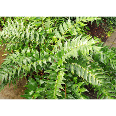 Cyrtomium fortunei Magyalp&aacute;fr&aacute;ny