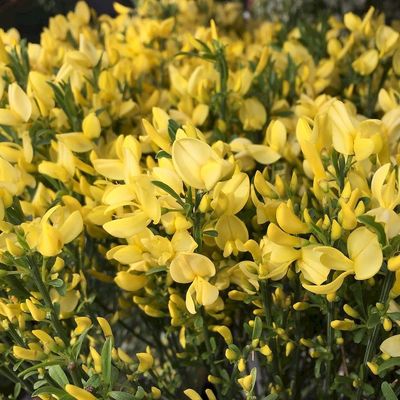 Cytisus praecox 'Allgold' Zan&oacute;t