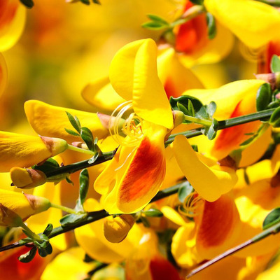 Cytisus mix Zan&oacute;t