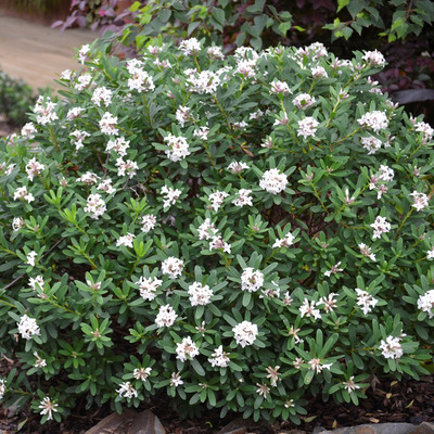 Daphne odora 'Perfume Princess' Illatos boroszl&aacute;n