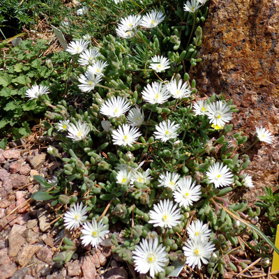 Delosperma congestum 'Alba' Délvirág