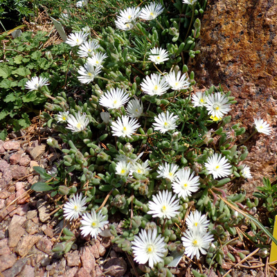 Delosperma congestum 'White Nugget' Délvirág