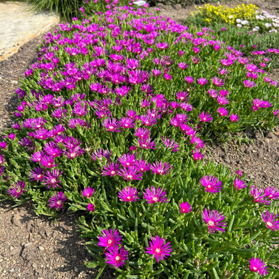 Delosperma cooperi 'Delmara Fuchsia' Délvirág