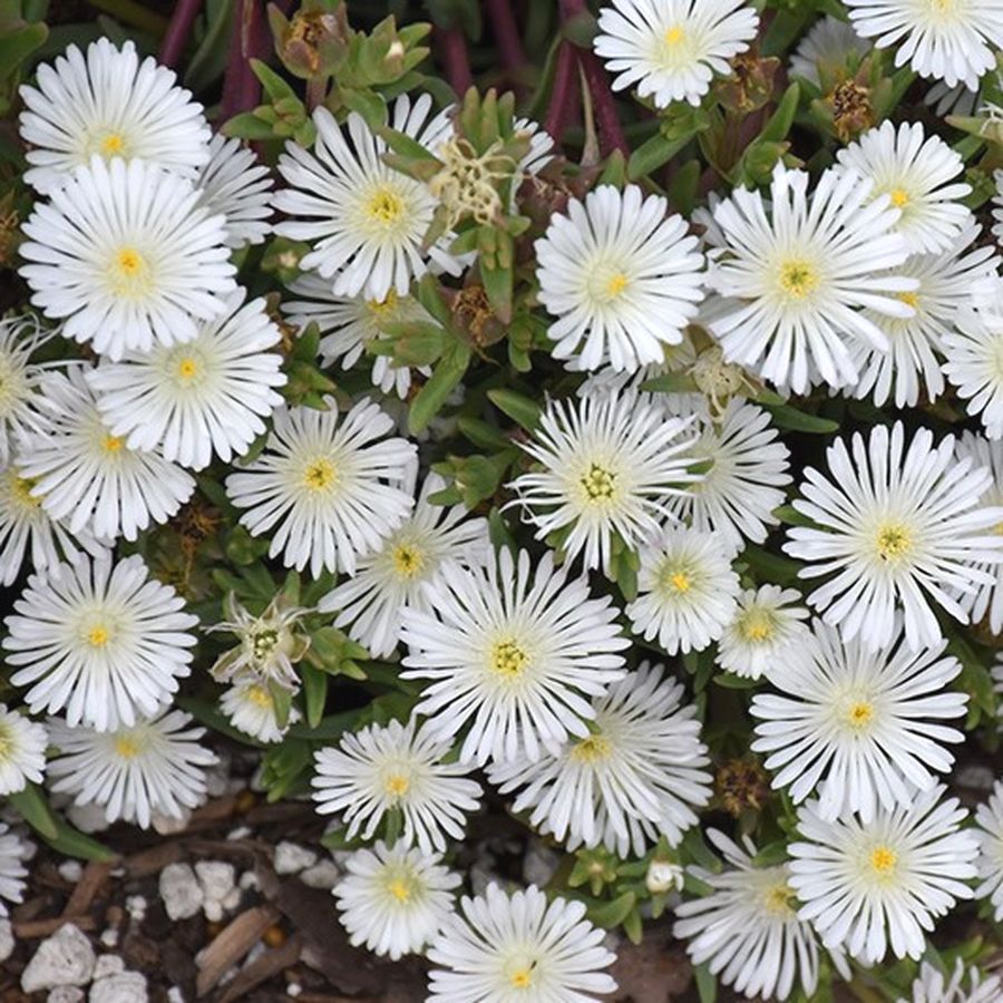 Delosperma cooperi 'Delmara White' D&eacute;lvir&aacute;g