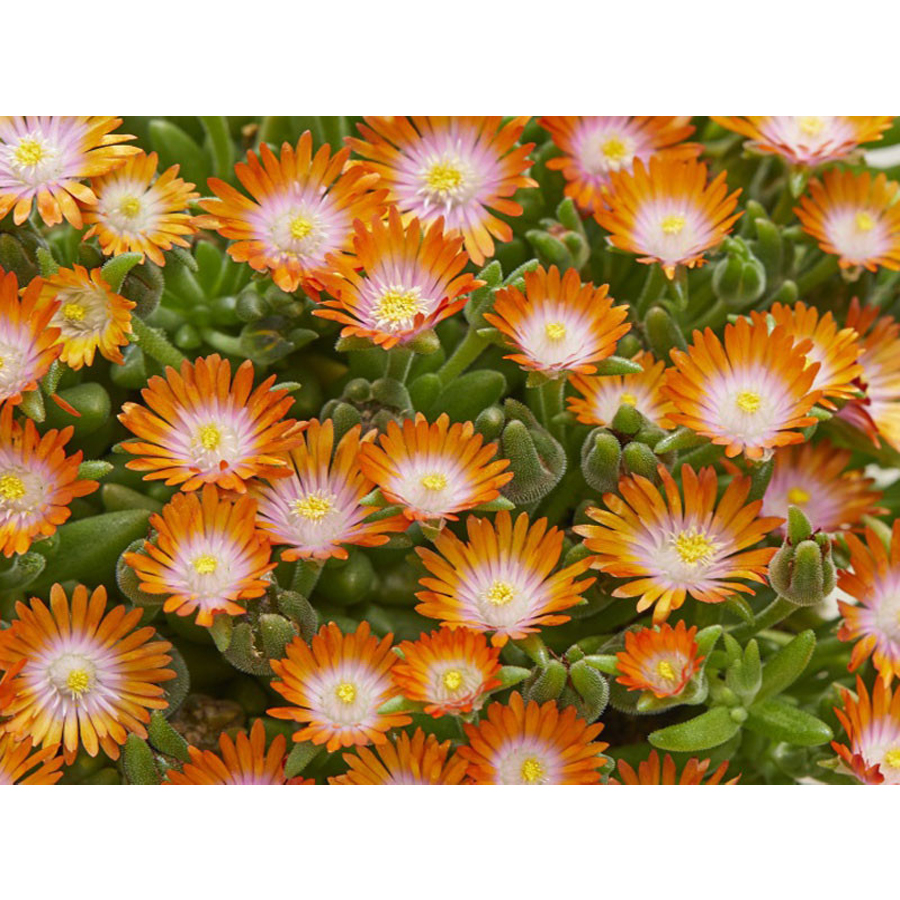 Delosperma cooperi 'Ice Cream Orange' D&eacute;lvir&aacute;g