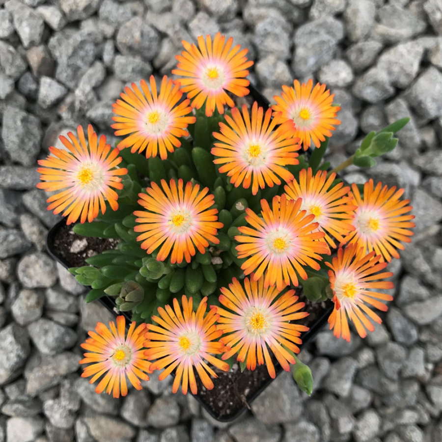 D&eacute;lvir&aacute;g Delosperma cooperi 'Ice Cream Orange'