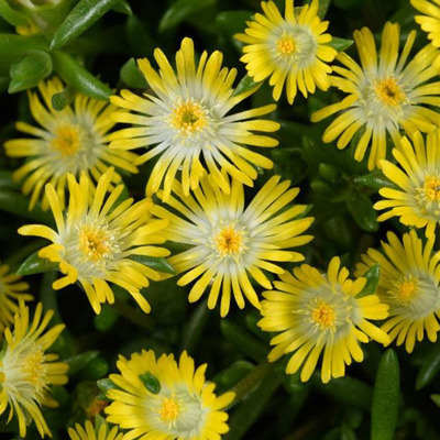 Delosperma cooperi 'Ice Cream Yellow' Délvirág