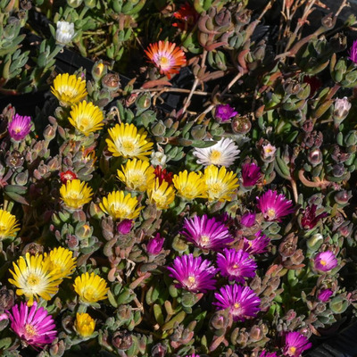 Delosperma cooperi Délvirág
