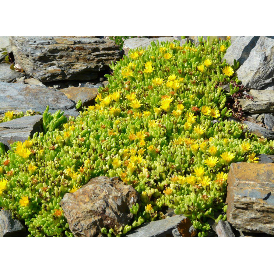 Delosperma deschampsii mix Délvirág fajták