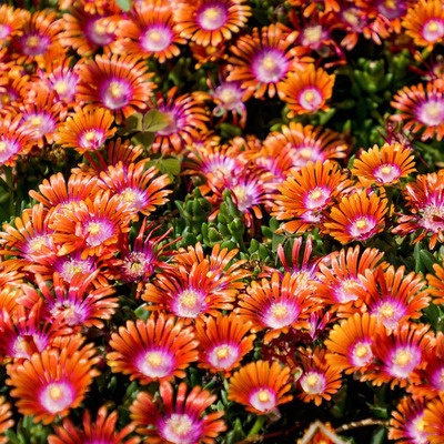 Delosperma 'Fire Spinner' D&eacute;lvir&aacute;g