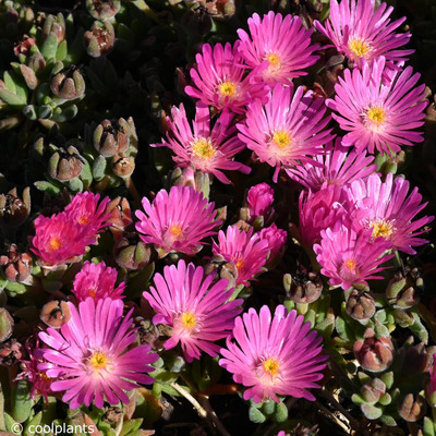 Delosperma 'Jewel of Desert Candystone' D&eacute;lvir&aacute;g