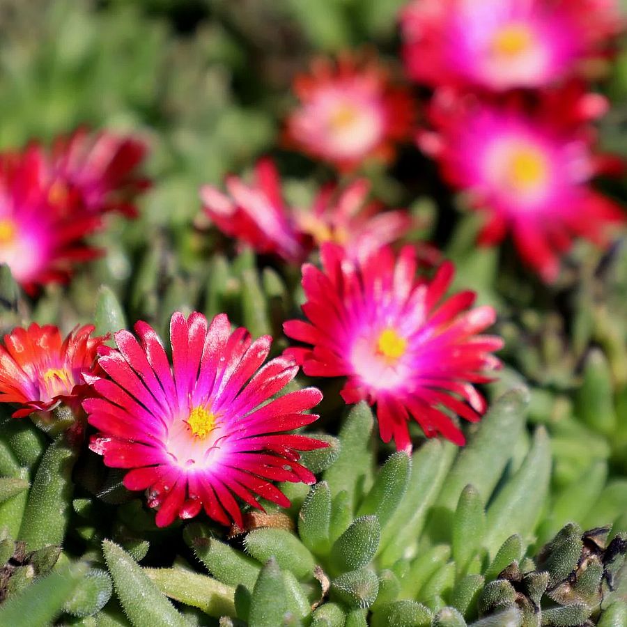 Delosperma 'Jewel of Desert Garnet' D&eacute;lvir&aacute;g