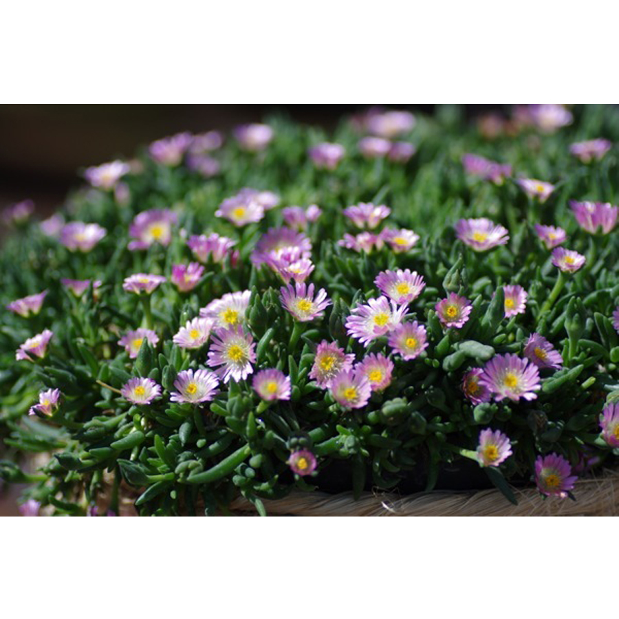 D&eacute;lvir&aacute;g Delosperma 'Jewel of Desert Rosequartz'