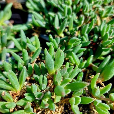 Délvirág Delosperma 'Meseszerű'
