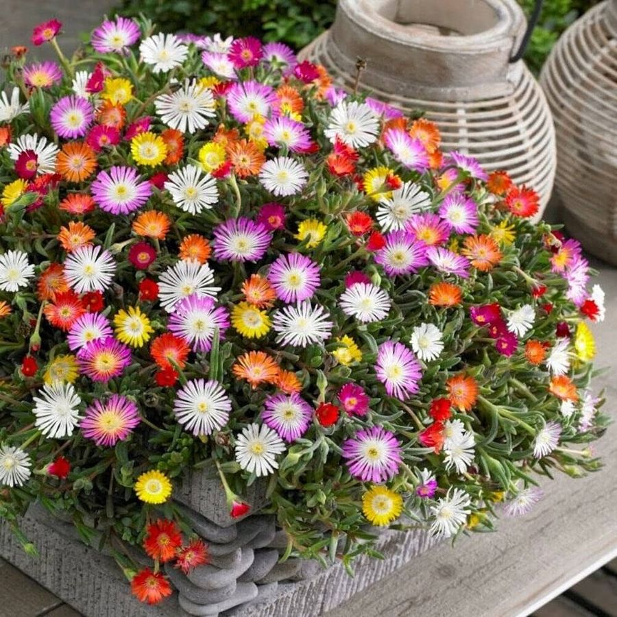 Delosperma mix Délvirág fajták
