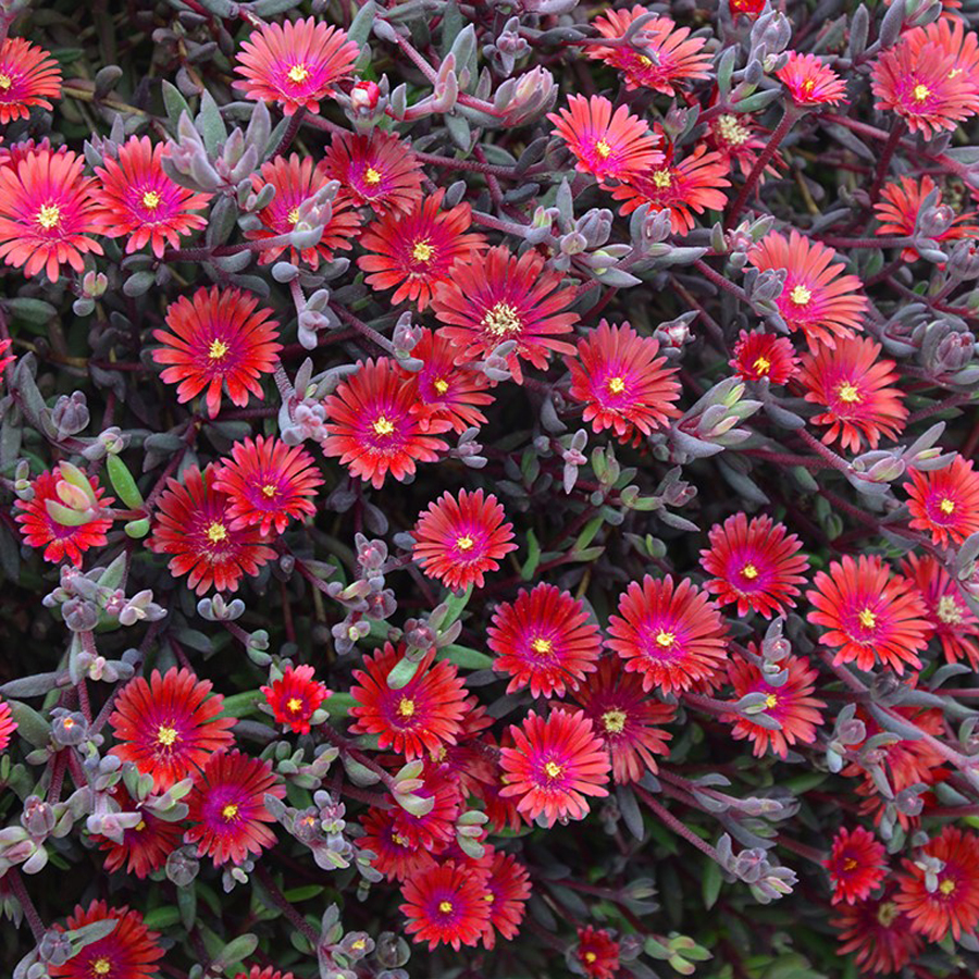 Delosperma nubigenum 'Desert Dancers Red' D&eacute;lvir&aacute;g