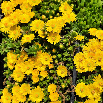Delosperma nubigenum 'Letseng' D&eacute;lvir&aacute;g