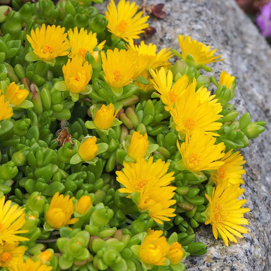Delosperma nubigenum D&eacute;lvir&aacute;g