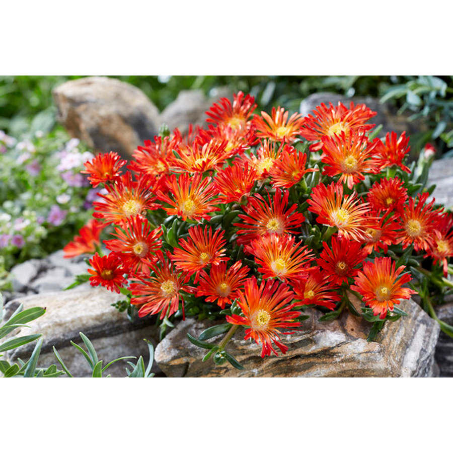 Délvirág Delosperma hybrid 'Ocean Sunset Violet'