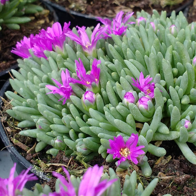 Delosperma sphalmanthoides T&ouml;rpe d&eacute;lvir&aacute;g