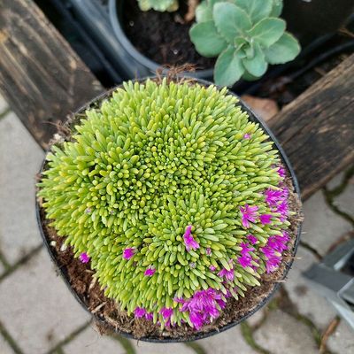 Délvirág Delosperma sphalmanthoides 'Aurea'