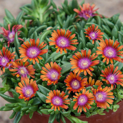 Delosperma 'Sundella Apricot' D&eacute;lvir&aacute;g