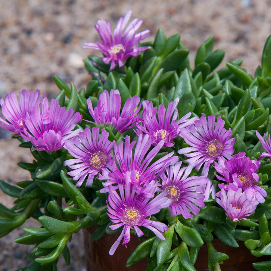 Delosperma 'Sundella Lavender' D&eacute;lvir&aacute;g