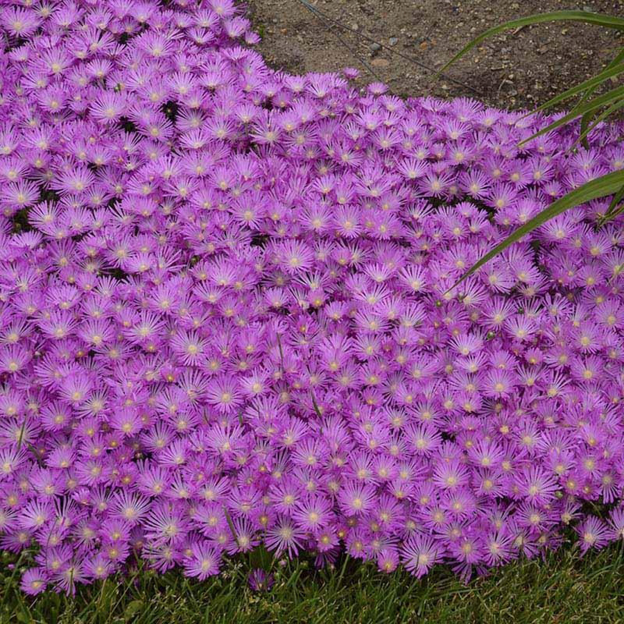 D&eacute;lvir&aacute;g Delosperma 'Sundella Lavender'
