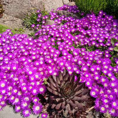 Delosperma 'Sundella Neon' D&eacute;lvir&aacute;g