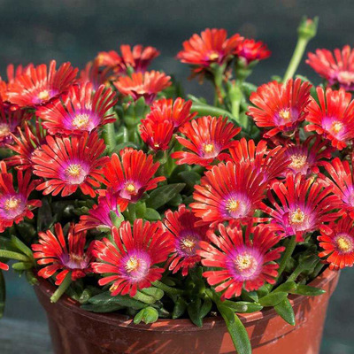 Delosperma 'Sundella Red' Délvirág