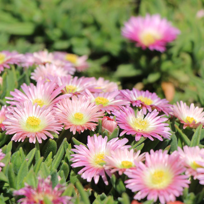 Delosperma sutherlandii 'Peach Star' Délvirág