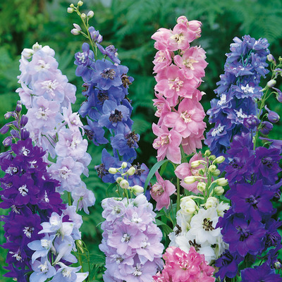 Delphinium cultorum mix Szarkaláb fajták