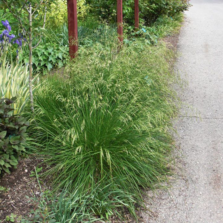 Deschampsia cespitosa 'Palava' Gyepes sédbúza