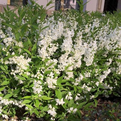 Deutzia crenata 'Nikko' Törpe gyöngyvirágcserje