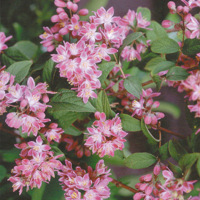 Deutzia x hybrida 'Strawberry Fields' Gyöngyvirágcserje
