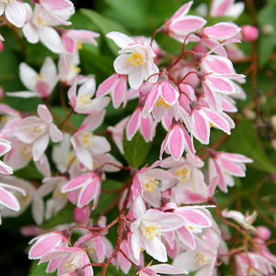 Deutzia 'Yuki Cherry Blossom' T&ouml;rpe gy&ouml;ngyvir&aacute;gcserje