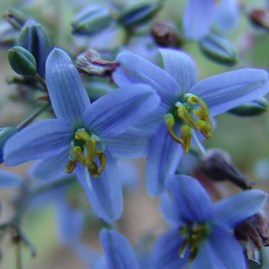Dianella tasmanica 'Cassa Blue' Áfonyaliliom