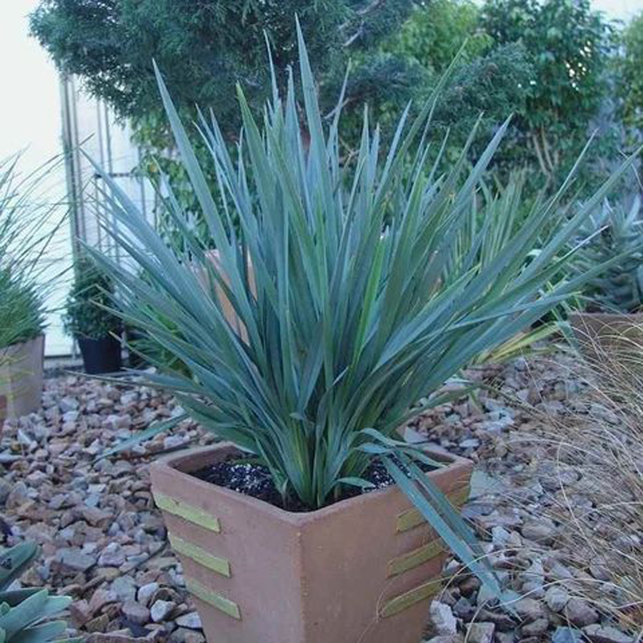 Áfonyaliliom Dianella tasmanica 'Cassa Blue'